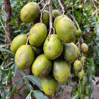 Golden Ambarella Mombin Fruits