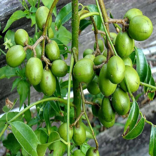 Ambarella Indian Hog Plum fruit tree with lush green compound leaves and clusters of oval green and golden-yellow fruits growing in a tropical garden.