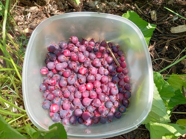 Coastal serviceberry seeds for planting, featuring Amelanchier ovalis, a flowering shrub grown for seasonal foliage and colorful berries.