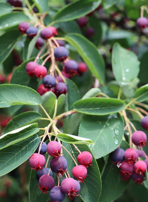 Chinese serviceberry seeds for growing an ornamental fruit-bearing shrub or small tree with spring flowers and colorful berries.