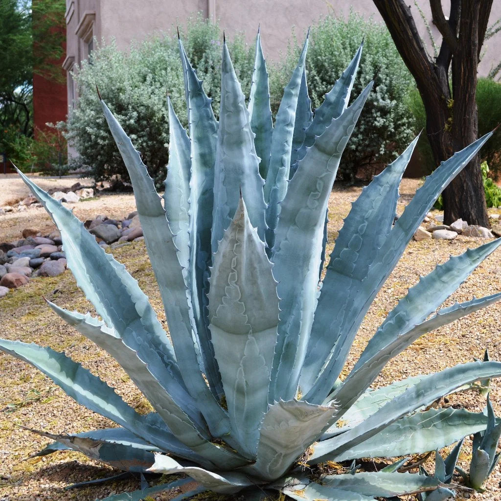American Century Plant (Agave americana) featuring a dramatic rosette of blue-green succulent leaves with spiny edges, ideal for sunny rock gardens and desert-inspired landscapes.