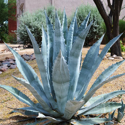 American Century Plant (Agave americana) featuring a dramatic rosette of blue-green succulent leaves with spiny edges, ideal for sunny rock gardens and desert-inspired landscapes.