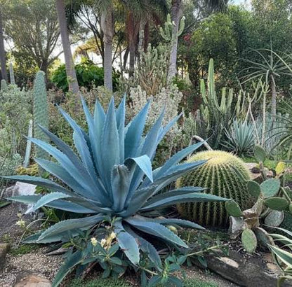 American Century Plant (Agave americana) featuring a dramatic rosette of blue-green succulent leaves with spiny edges, ideal for sunny rock gardens and desert-inspired landscapes.
