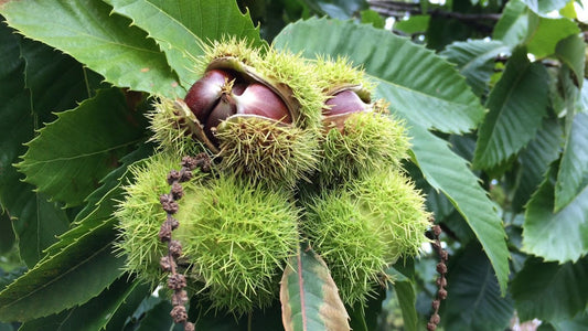 american chestnut seeds
