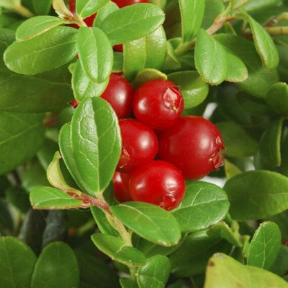 American Low Bush Cranberry Fruit Seeds for Planting – Heirloom Non-GMO Garden Seeds