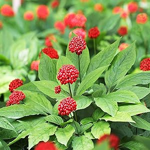 Graines de ginseng américain à planter – Graines de jardin ancestrales sans OGM