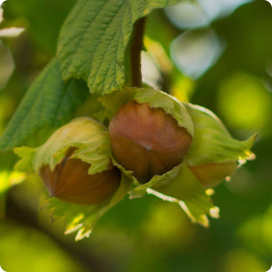 american hazelnut seeds