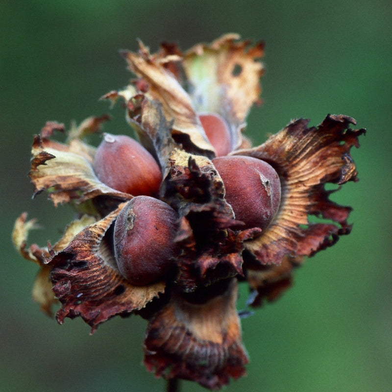 American Hazelnut Corylus americana Tree Seeds for Planting – Heirloom Non-GMO Garden Seeds