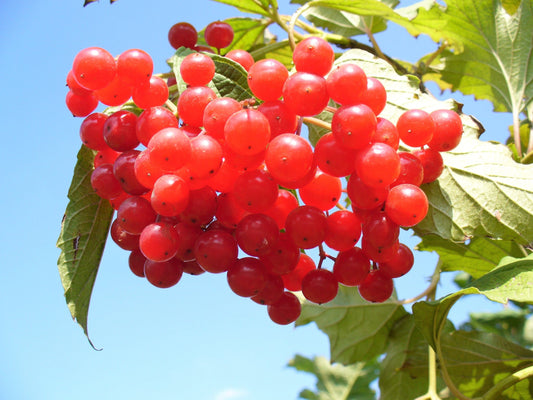 american highbush cranberry seeds