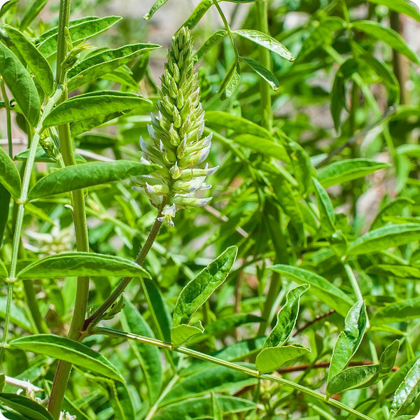 American Licorice Herb Seeds for Planting – Heirloom Non-GMO Garden Seeds