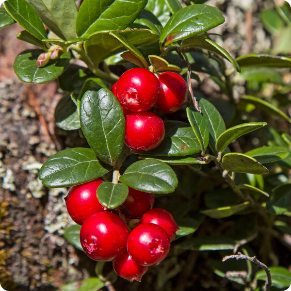 low bush cranberry seeds