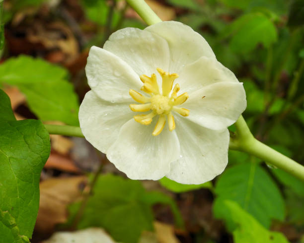 Mayapple (Podophyllum peltatum) plant with broad umbrella-shaped green leaves and delicate white spring flowers growing in a shaded woodland garden.