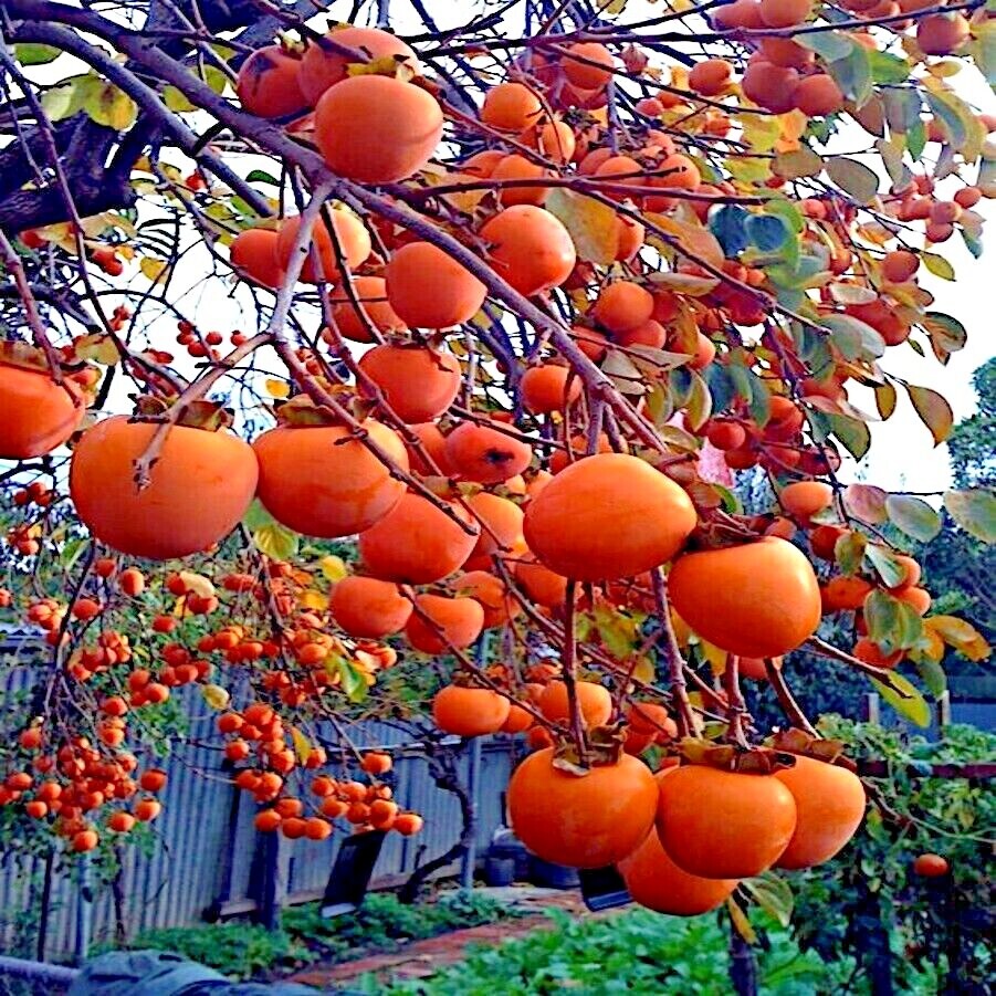 american persimmon seeds