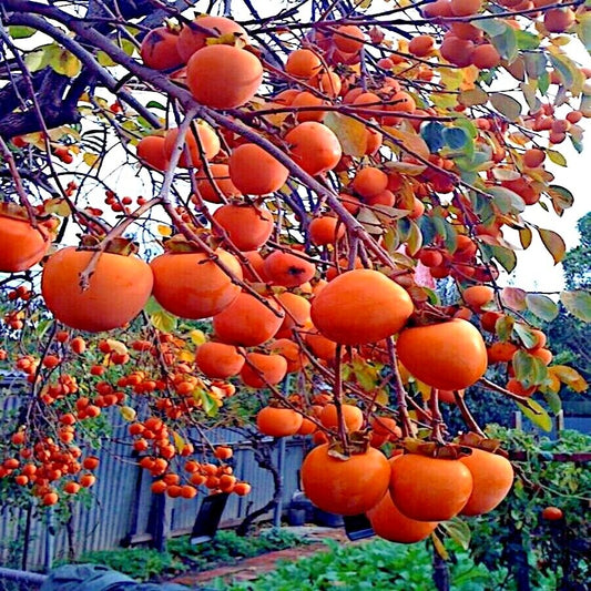 american persimmon seeds