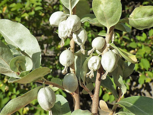american silverberry seeds