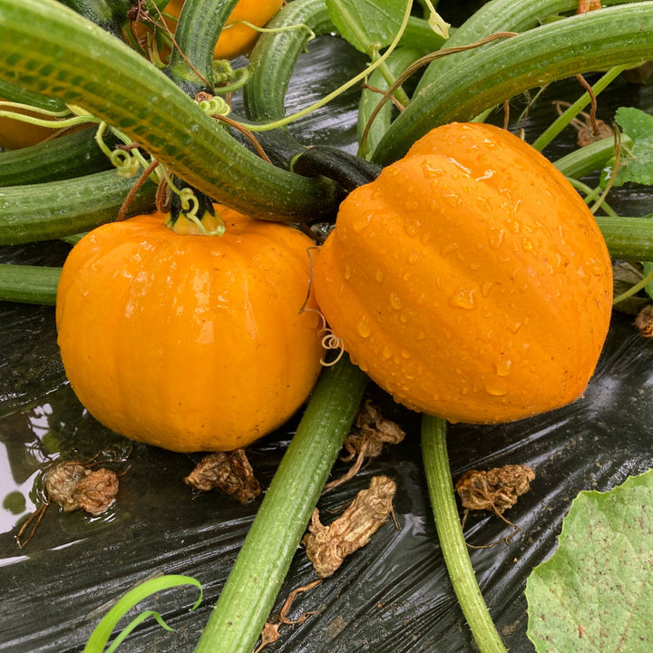 Amish Pie Pumpkin Seeds