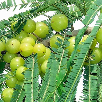 indian gooseberry seeds