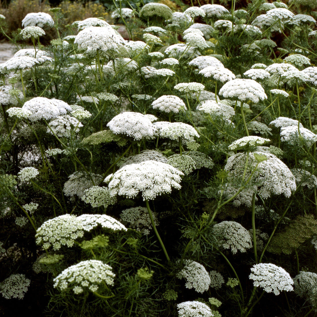 Bishop's Flower Seeds for Planting – Heirloom Non-GMO Garden Seeds