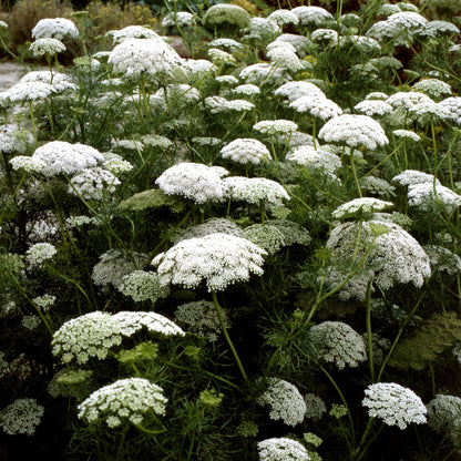 Bishop's Flower Seeds for Planting – Heirloom Non-GMO Garden Seeds