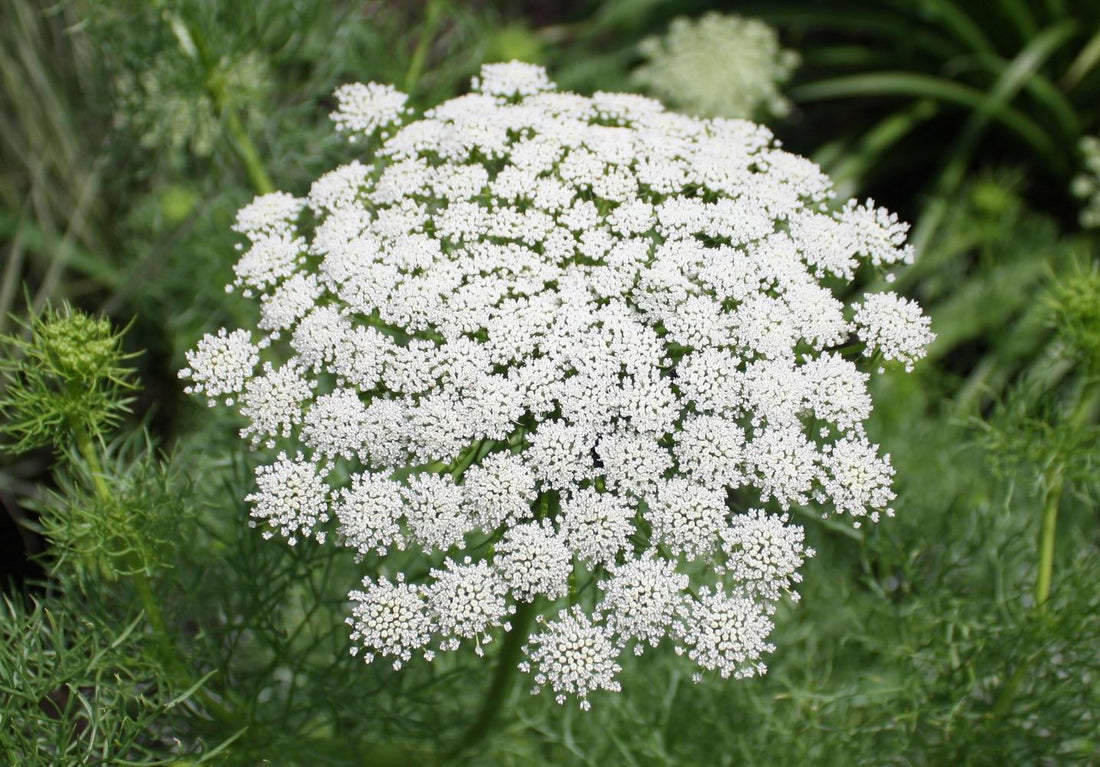 Ammi Visnaga flower seeds