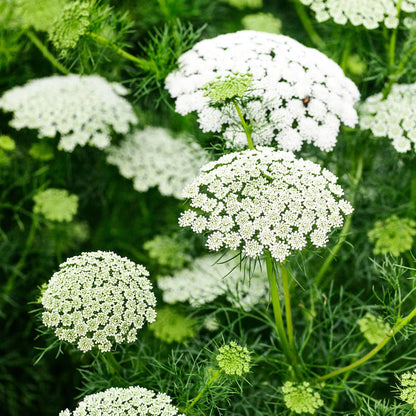 Ammi Majus flower seeds