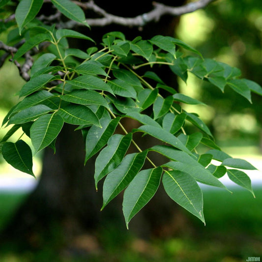 Amur cork tree seeds for planting with Phellodendron amurense growing information