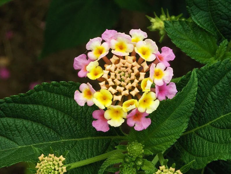 Lantana Camara flower seeds
