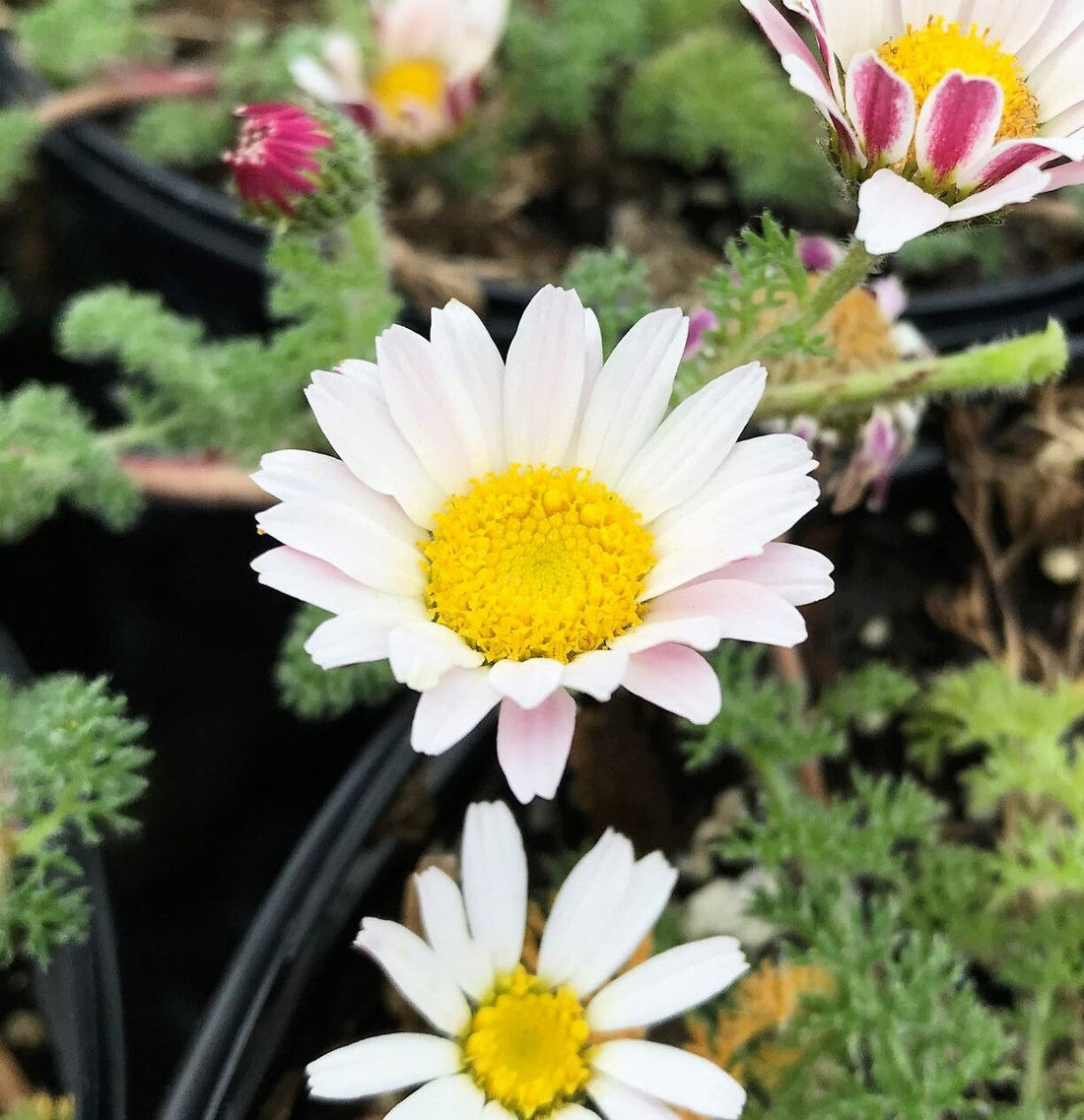 Anacyclus Pyrethrum flower seeds