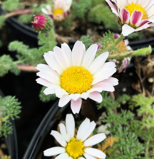 Anacyclus Pyrethrum flower seeds