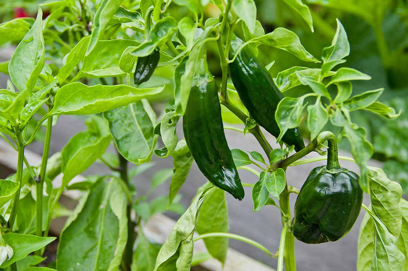 Ancho Poblano Pepper Seeds for Planting – Heirloom Garden Seeds