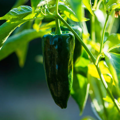 Ancho Poblano Pepper Seeds for Planting – Heirloom Non-GMO Garden Seeds