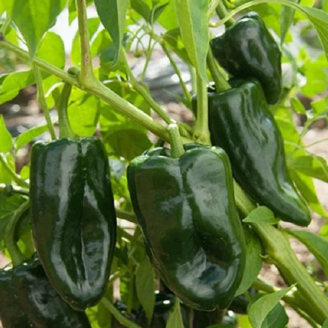 Ancho Poblano Pepper Seeds