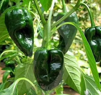 Ancho Poblano Pepper Seeds for Planting – Heirloom Non-GMO Garden Seeds