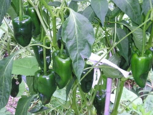 Ancho Poblano Pepper Seeds