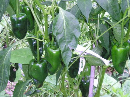 Ancho Poblano Pepper Seeds