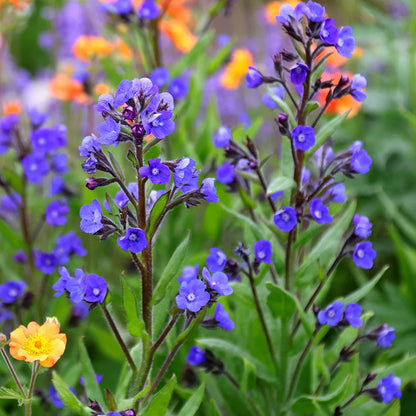 Anchusa azurea Italian bugloss flowering plant with vivid azure-blue flowers, textured green foliage, and upright stems growing in a sunny cottage garden.