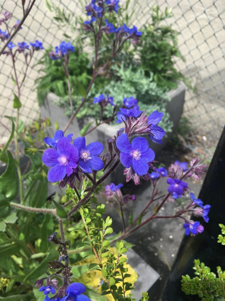 Anchusa azurea Italian bugloss flowering plant with vivid azure-blue flowers, textured green foliage, and upright stems growing in a sunny cottage garden.