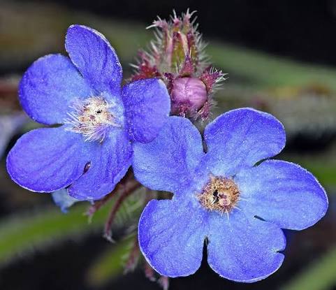 Anchusa azurea Italian bugloss flowering plant with vivid azure-blue flowers, textured green foliage, and upright stems growing in a sunny cottage garden.