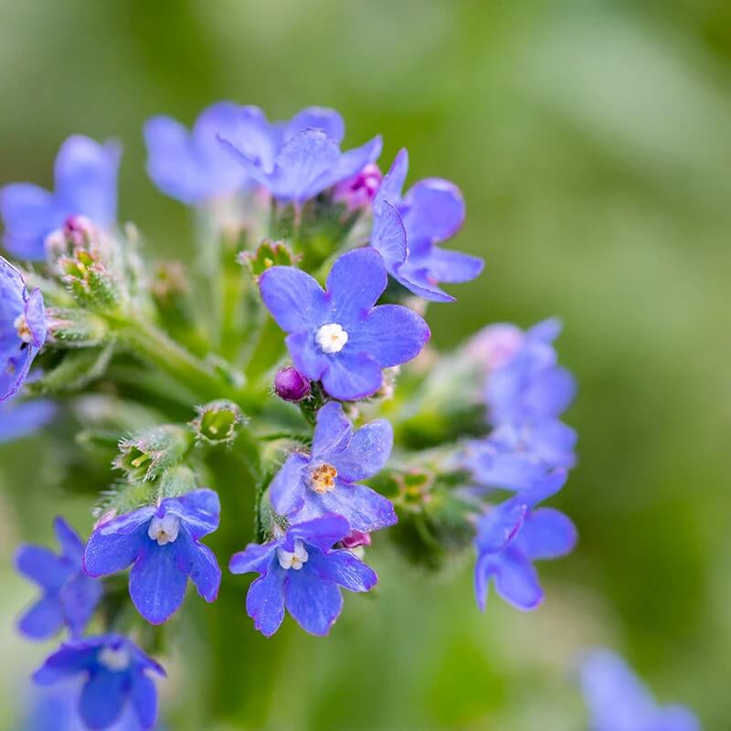Blue Anchusa plant