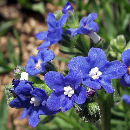 Blue Anchusa flower seeds