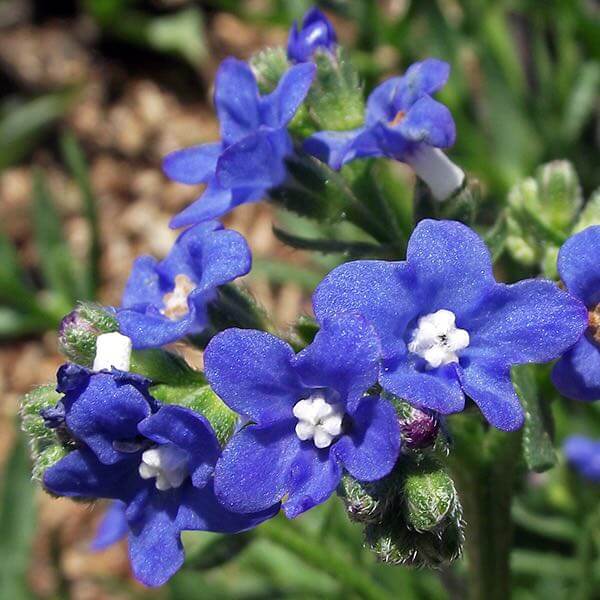 Blue Anchusa plant