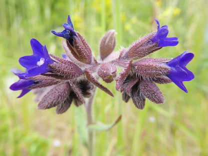 Anchusa undulata flowering herb with blue-violet blooms, green wavy-edged leaves, and upright stems growing in a sunny garden setting.