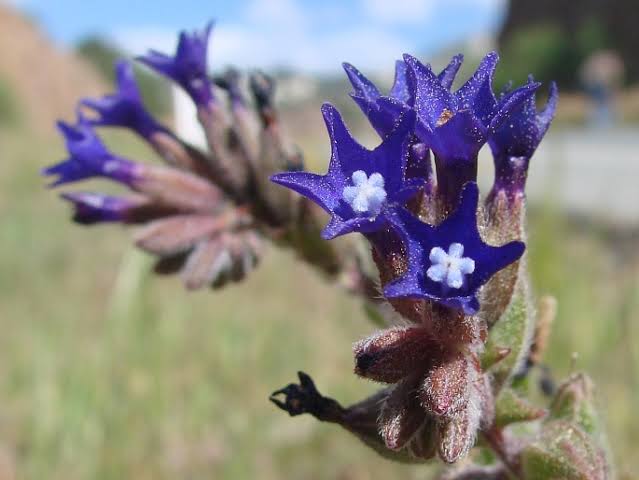Anchusa undulata flowering herb with blue-violet blooms, green wavy-edged leaves, and upright stems growing in a sunny garden setting.