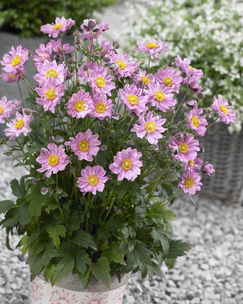 Fantasy Pocahontas flower seeds