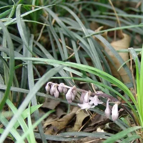 Zhi Mu Herb Plant