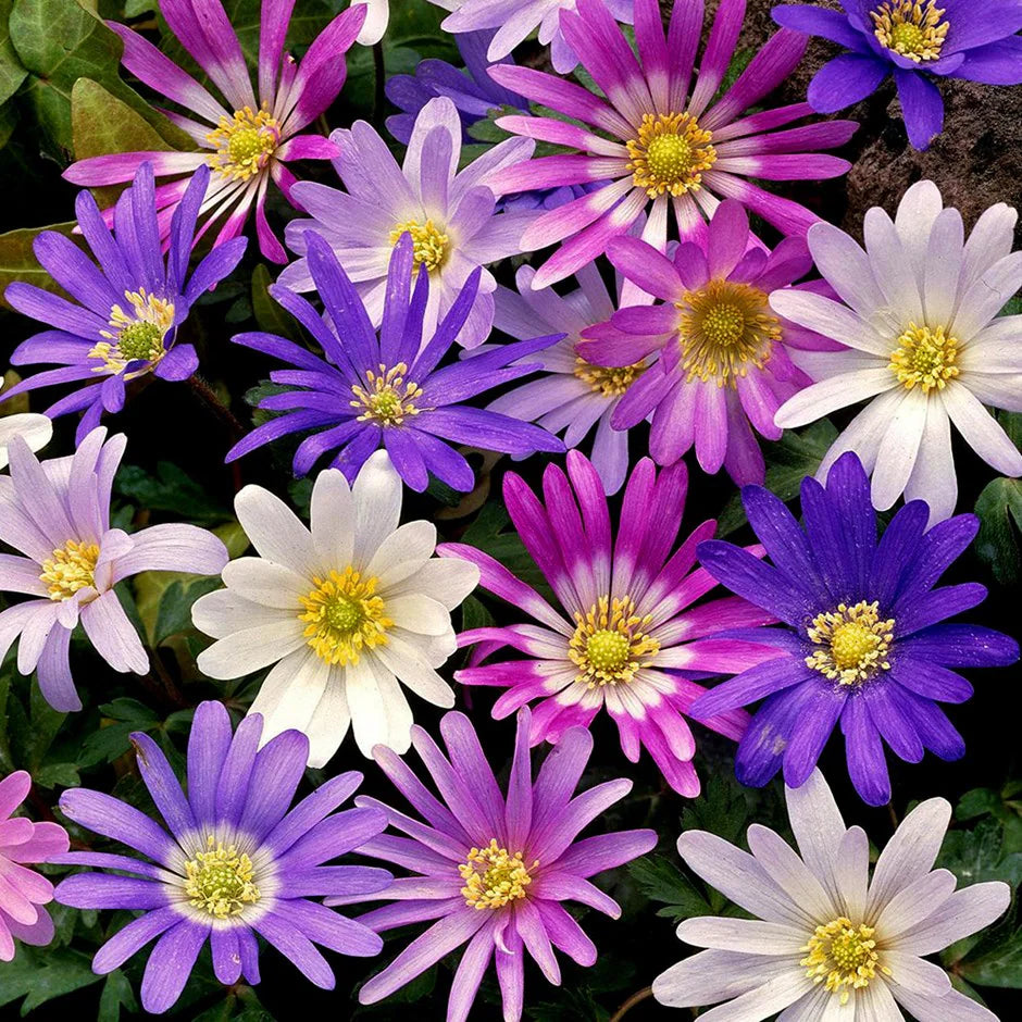 Anemone Blanda flower seeds