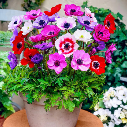 Color Anemone flower seeds