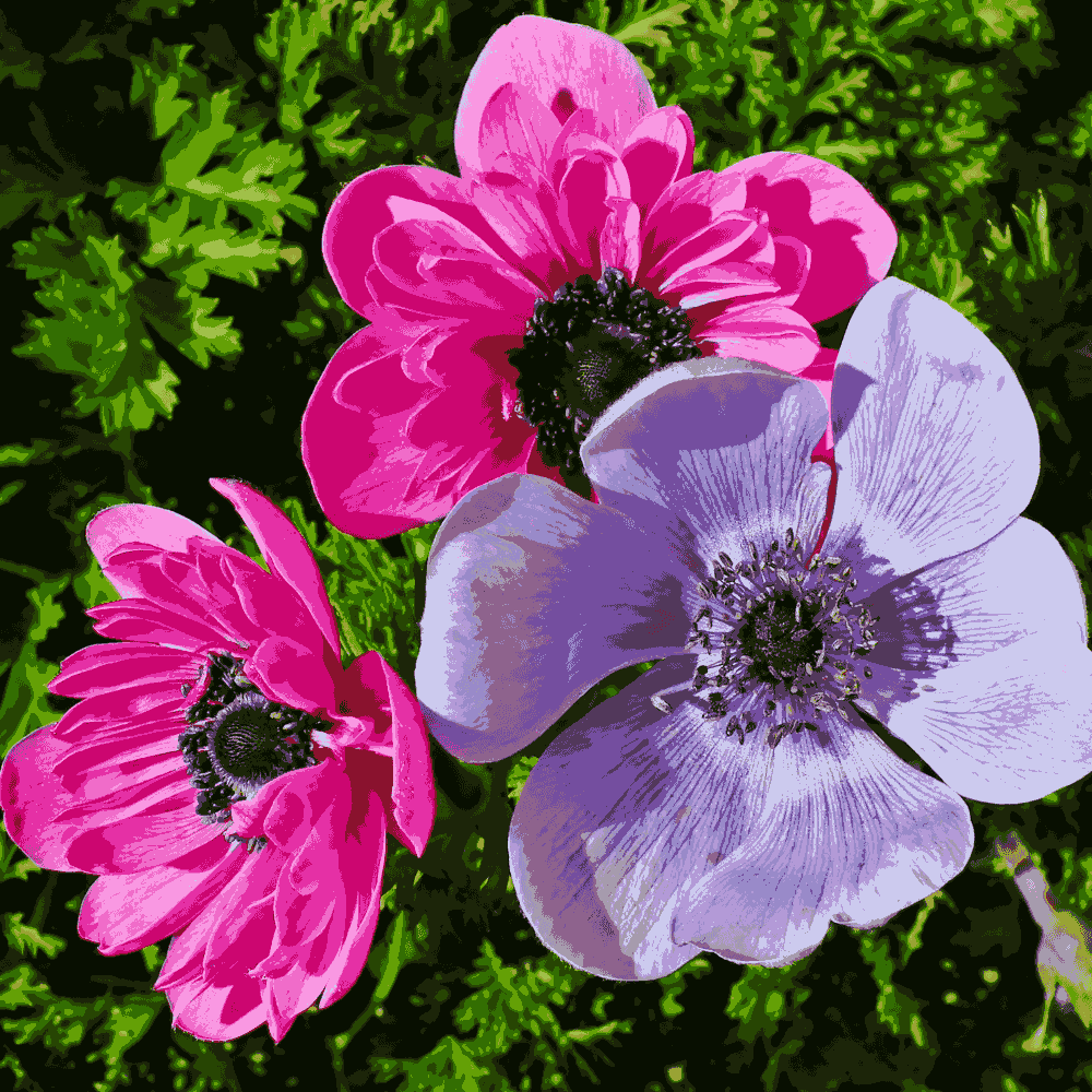 Anemone flower seeds