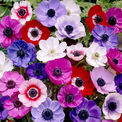 Anemone plant