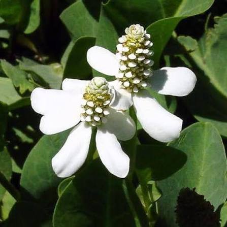 Yerba Mansa White Flowers